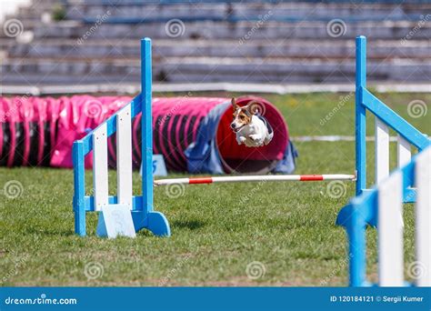 Dog Jumping Over Hurdle In Agility Competition Editorial Photo Image