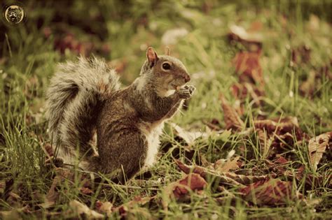 Are Squirrels Nocturnal The Correct Answer