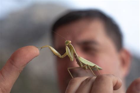 Are Praying Mantis Good Pets