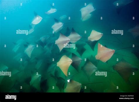 School Of Pacific Cownose Ray Rhinoptera Steindachneri Cabo Pulmo