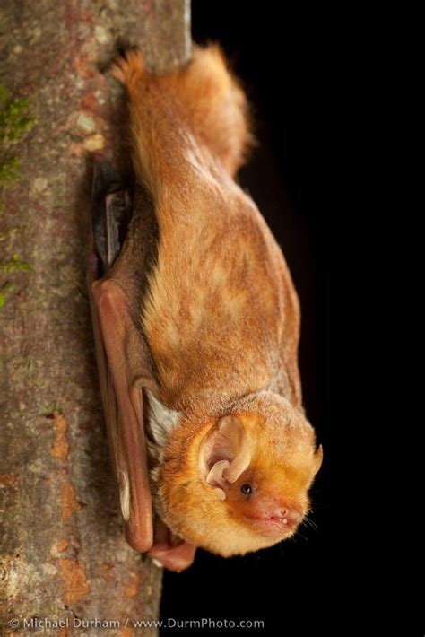 Eastern Red Bat Bat Species Bat Pet Birds