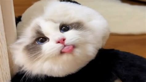 Funny Cats Videos Compilation 🤣 Cute Cats 😺 Animaly 117 Youtube