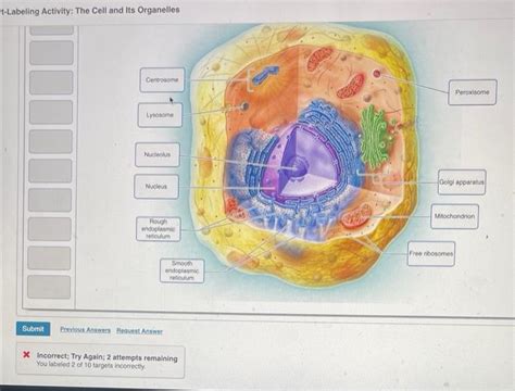 Solved t-Labeling Activity: The Cell and Its Organelles | Chegg.com