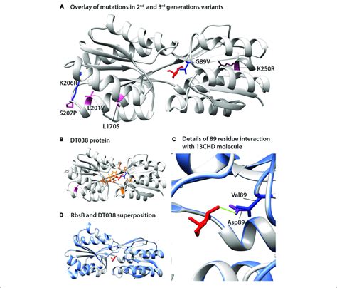 Positions Of Amino Acid Substitutions Observed In Various Chd