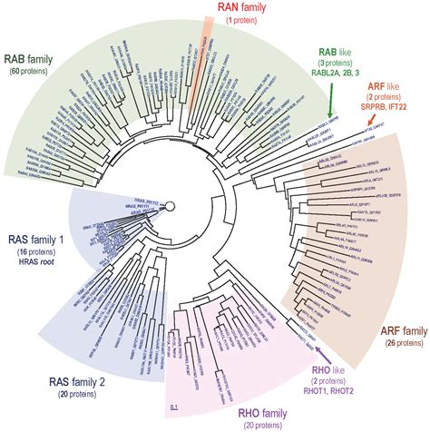 40 Years of RAS—A Historic Overview