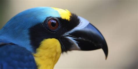 Un pájaro azul con cabeza amarilla y cabeza azul está mirando a la