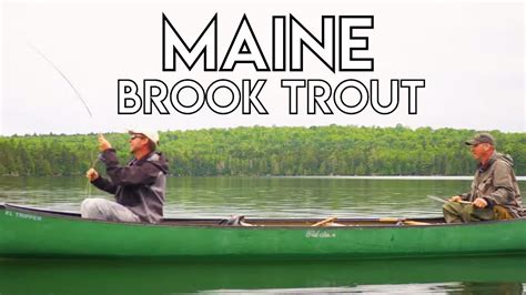 Maine Brook Trout Fishing Youtube