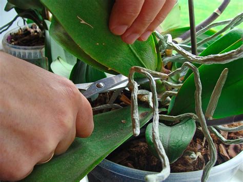 How to Prune an Orchid - Step by Step Guide - Brilliant Orchids