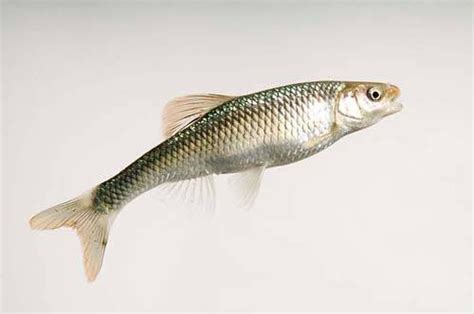 Whitetail Shiner Cyprinella Galactura Joel Sartore