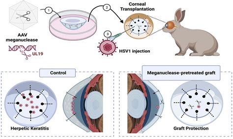 Rabbit Corneal Keratitis Mode Creative Diagnostics