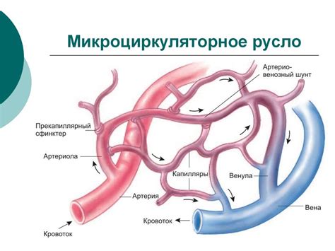 Физиология сердечно-сосудистой системы - online presentation