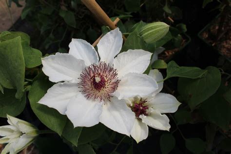 Evison Clematis Waldrebe Boulevard® Ninon Tm Luberade