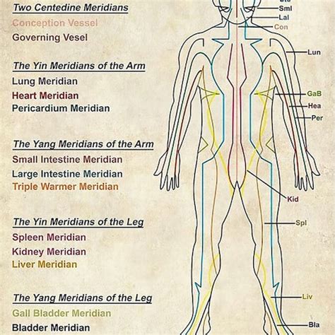 The Body Meridians Printable Poster Acupuncture Chart The 12 Etsy