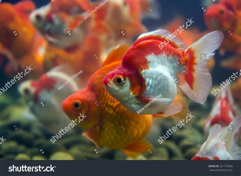 Baby Fancy Goldfish