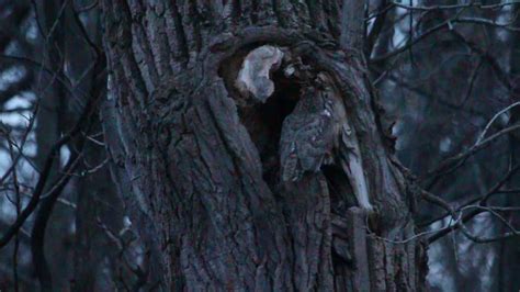 Male Great Horned Owl Clucks Before Hooting 3 17 2017 Forest Park St Louis Mo Usa Youtube