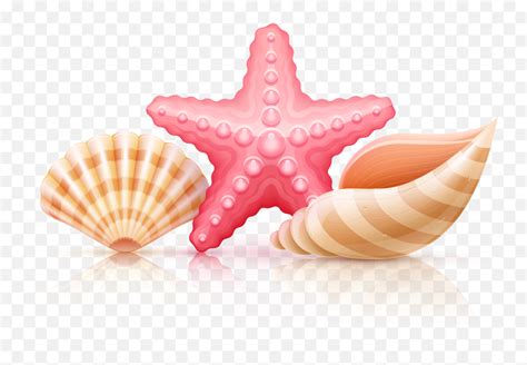 Sea Shells Clipart Png Clip Art Seashell Pngseashells Png Free