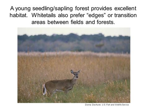 Deciduous Forest White Tailed Deer