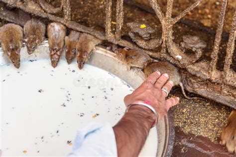 Leite Bebendo Dos Ratos Em Karni Mata Temple Ou Em Templo Dos Ratos