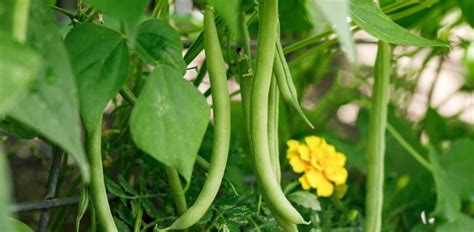 Secrets et techniques pour réussir la culture des haricots verts