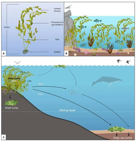 Valuation Of Kelp Forest Ecosystem Services In The Falkland Islands A