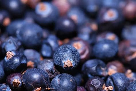 Discover The Delight What Do Huckleberries Taste Like