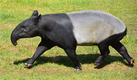 World Tapir Day is quickly approaching! - Boing Boing