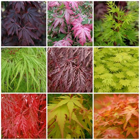 Erables Du Japon Acer Palmatum Lot De Plants Vari T S Au Choix