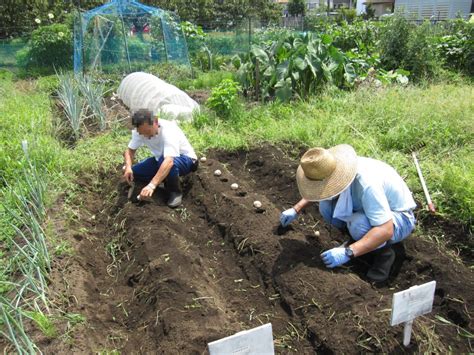 秋ジャガイモの植え付け │ 依存症ブログ