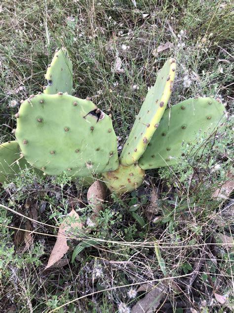 Prickly Pears From Capertee National Park Nsw Australia On May