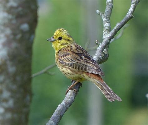 Male Yellowhammer... | Bird photography, Birds, Bird