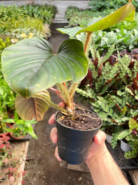 Philodendron Serpens — House Plant West