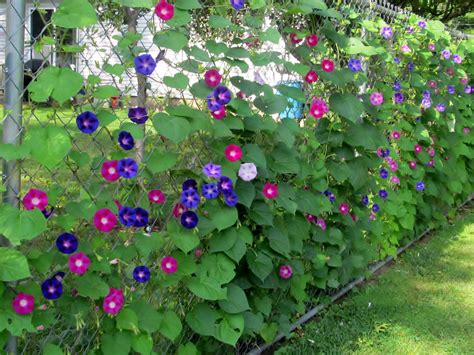 Rumah Bunga Neisha Morning Glory Tanaman Rambat Gampang Rawat