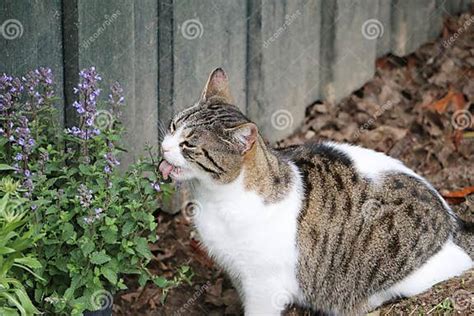 Funny Beautiful Cat Is Sitting In The Garden And Eating Fresh Catmint