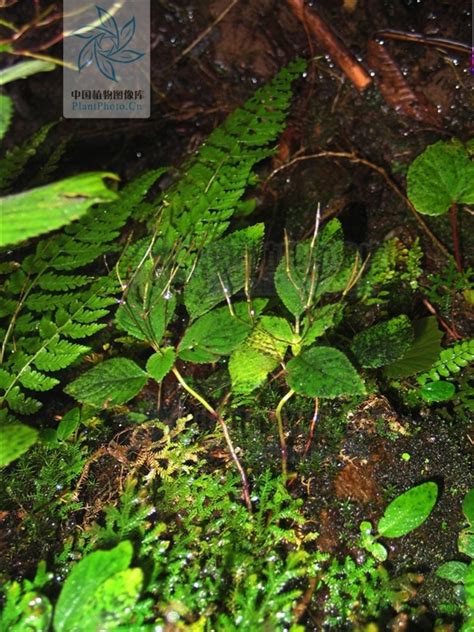 雷波长蒴苣苔图册 360百科