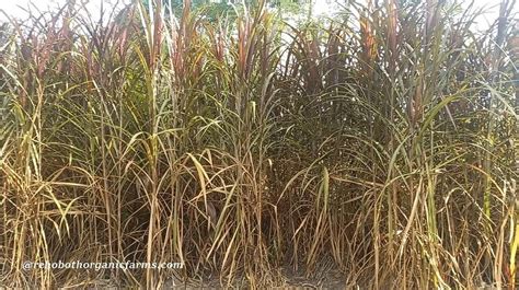 How To Harvest Red Napier Grass Rehoboth Organic Farms