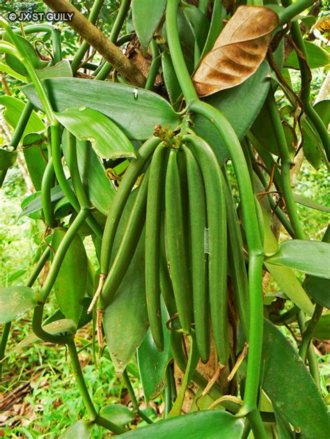 Fiche Vanilla Planifolia