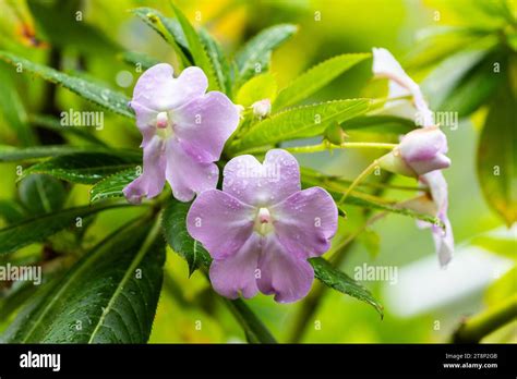 Impatiens Sodenii Balsamaceae Colombia Stock Photo Alamy