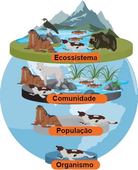 Pin De Edmilson Araujo Em Imagens Ecologia Biologia Ecologia Resumo