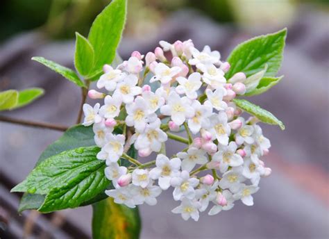 13 Best Fragrant Evergreen Shrubs