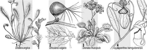 Estudio Del Caso Las Plantas Carn Voras Issuu