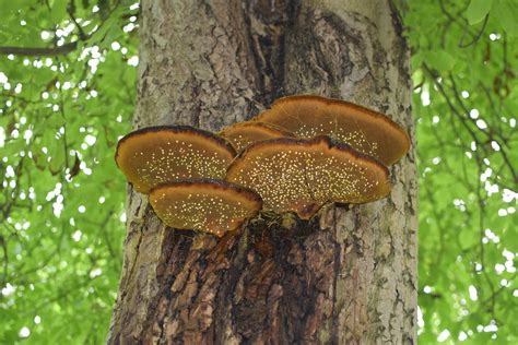 Common Types of Tree Fungus Affecting Ontario – P & A Urban Forestry ...