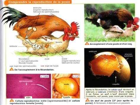 Reproduction Des Tres Vivants La Reproduction Permet Dobtenir