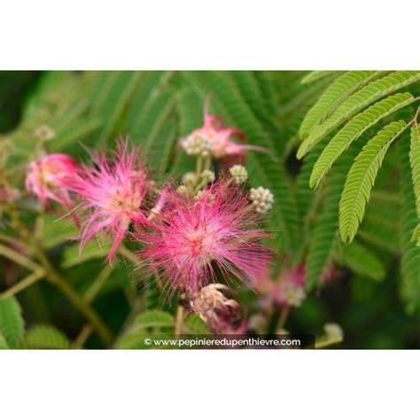 ALBIZIA julibrissin Ombrella arbre à soie Pépinière du Penthièvre