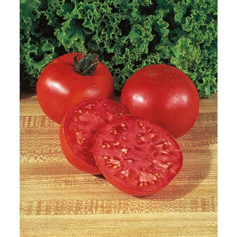 Burpee 4 In Burpees Big Boy Tomato Fruit Plant 6 Pack Pvtom4bgb4pk