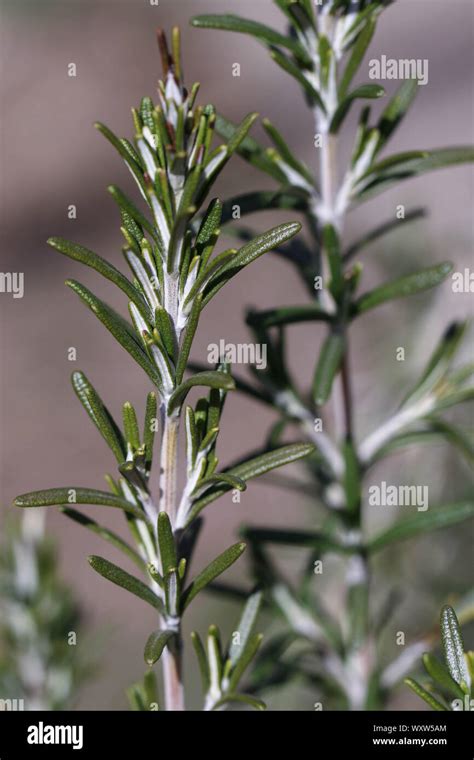 Ramitas de romero fotografías e imágenes de alta resolución Alamy