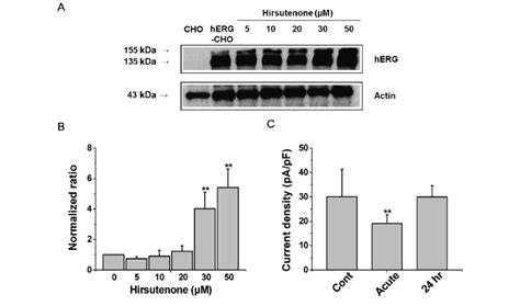 Delayed Effects Of Hirsutenone On The Herg K Channel Expression A