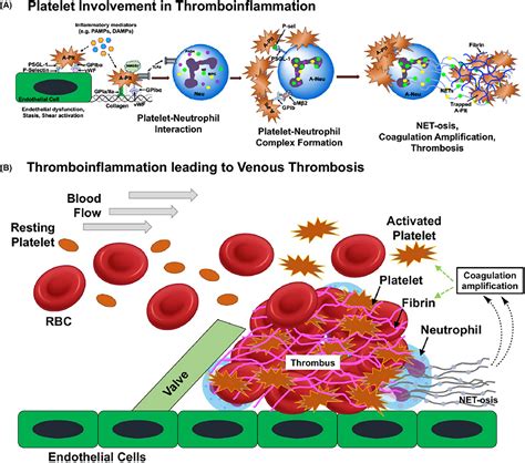 Plateletinspired Nanomedicine In Hemostasis Thrombosis And