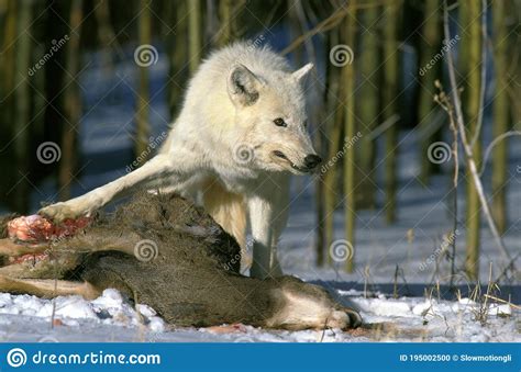 ARCTIC WOLF Canis Lupus Tundrarum ADULT With A KILL ALASKA Stock