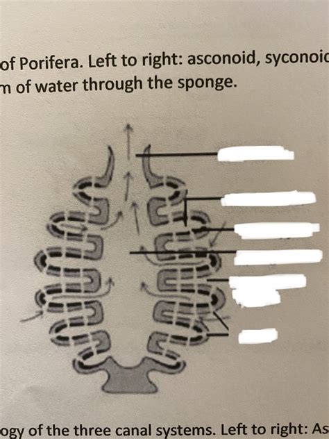 Porifera Figure Diagram Quizlet