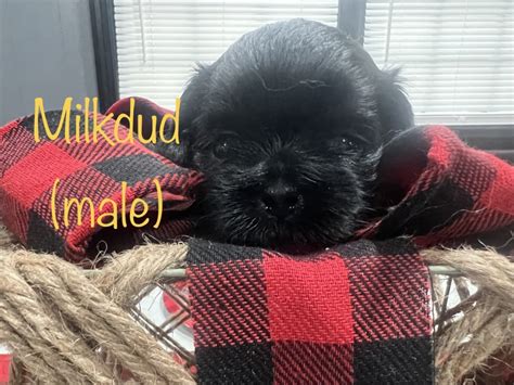 Shih Tzu Puppies For Sale Winston Salem Nc